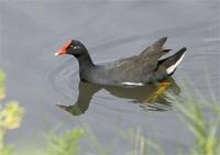 'Alae 'Ula ~ Hawaiian Gallinule (Moorhen) Gallinula chloropus sandvicensis