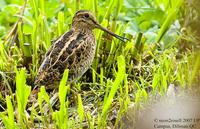 Swinhoe's Snipe Gallinago megala