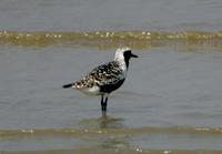 개꿩(Pluvialis squatarola)  (Black-bellied Plover(Grey Plover))