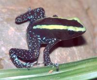 : Phyllobates aurotaenia; K