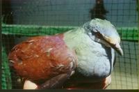 Costa Rica  Quail Dove Geotrygon costaricensis