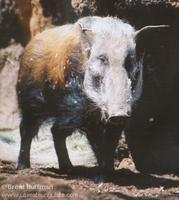 Bush pig Potamochoerus larvatus koiropotamus