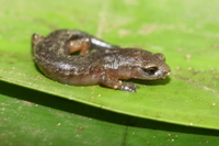 : Bolitoglossa synoria