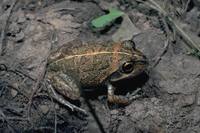 : Cyclorana brevipes; Short-footed Frog