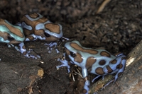 : Dendrobates auratus 'birkhahn-line'; Green And Black Poison Dartfrog