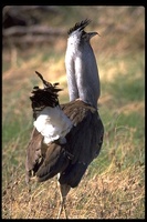 : Ardeotis kori; Kori Bustard