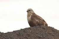: Buteo lagopus; Rough-legged Hawk