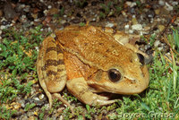 : Rana draytonii; California Red-legged Frog