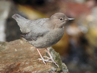 : Cinclus mexicanus mexicanus; American Dipper