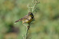 : Macronyx croceus; Yellow Throated Longclaw