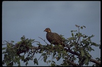 : Pterocles gutturalis; Yellow-throated Sandgrouse