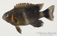 : Chrysiptera brownnigii