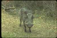 : Phacochoerus africanus africanus; Wart Hog, Warthog