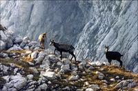 : Rupicapra rupicapra; Mountain Chamois