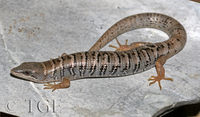 : Elgaria parva; Pygmy Alligator Lizard