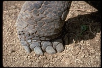 : Geochelone nigra; Galapagos Tortoise