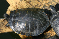 : Pseudemys concinna; River Cooter