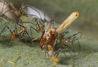 : Zelus sp.; Assassin Bug