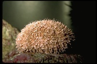 : Toxopneustes roseus; Flower Urchin