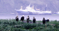 Bald Eagles of various ages wait