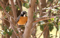 White throated Robin