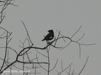Crested Myna, 갯벌어귀 나무위에서.
