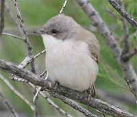 Lesser Whitethroat