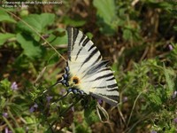 Sydeuropæisk svalehale (Iphiclides podalirius)