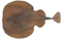 Short-tail Torpedo Ray - Torpedo macneilli