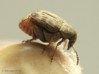 Acanthoscelides obtectus - Bean Weevil