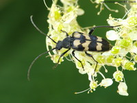 Judolia sexmaculata sexmaculata