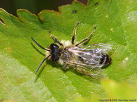 Andrena flavipes