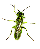 Rhogogaster viridis