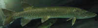 Esox masquinongy, Muskellunge: fisheries, aquaculture, gamefish, aquarium