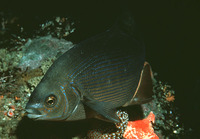 Embiotoca lateralis, Striped seaperch: fisheries, gamefish, aquarium
