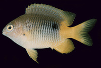 Stegastes emeryi, Emery's gregory: