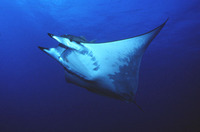 Mobula mobular, Devil fish: