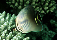 Chaetodon triangulum, Triangle butterflyfish: aquarium