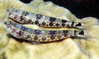 Synodus jaculum, Lighthouse lizardfish: fisheries