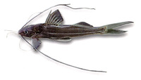 Pimelodus grosskopfii, Capaz: aquaculture