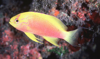 Pseudanthias ventralis ventralis, Longfin anthias: