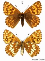 Hamearis lucina - Duke of Burgundy