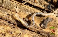 Blaniulus guttulatus