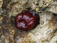 Actinia equina
