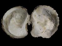 Ostrea edulis - Edible Oyster