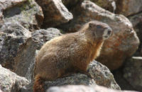 Image of: Marmota flaviventris (yellow-bellied marmot)