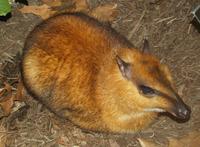 Image of: Tragulus napu (greater mouse-deer)