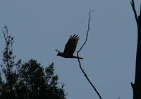 Circus approximans - Swamp Harrier