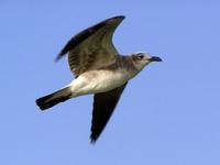 Larus atricilla - Laughing Gull