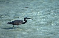 Egretta sacra - Pacific Reef-Egret